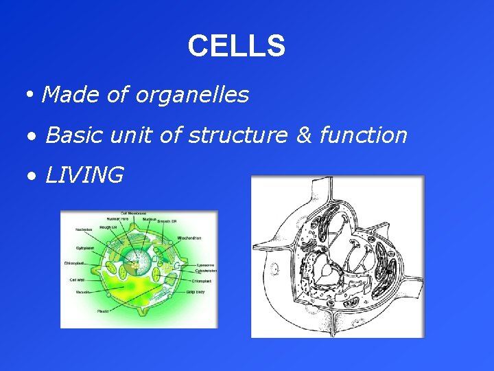 CELLS • Made of organelles • Basic unit of structure & function • LIVING