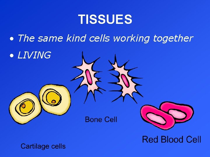 TISSUES • The same kind cells working together • LIVING 