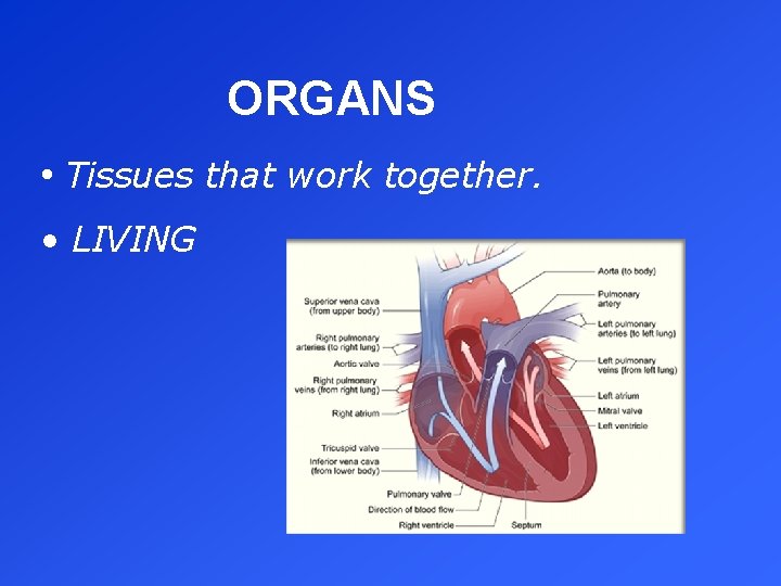 ORGANS • Tissues that work together. • LIVING 