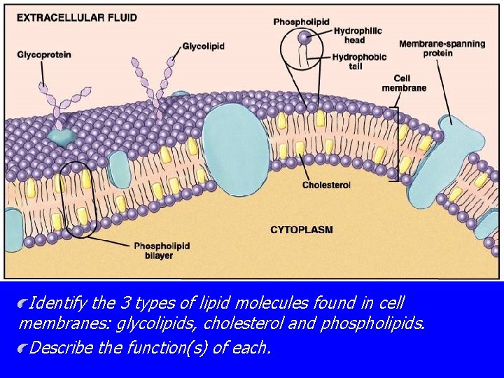 Identify the 3 types of lipid molecules found in cell membranes: glycolipids, cholesterol and