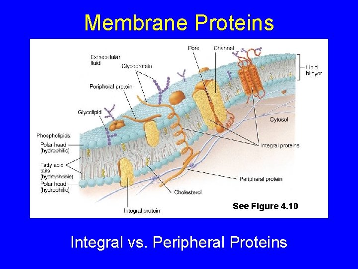 Membrane Proteins See Figure 4. 10 Integral vs. Peripheral Proteins 