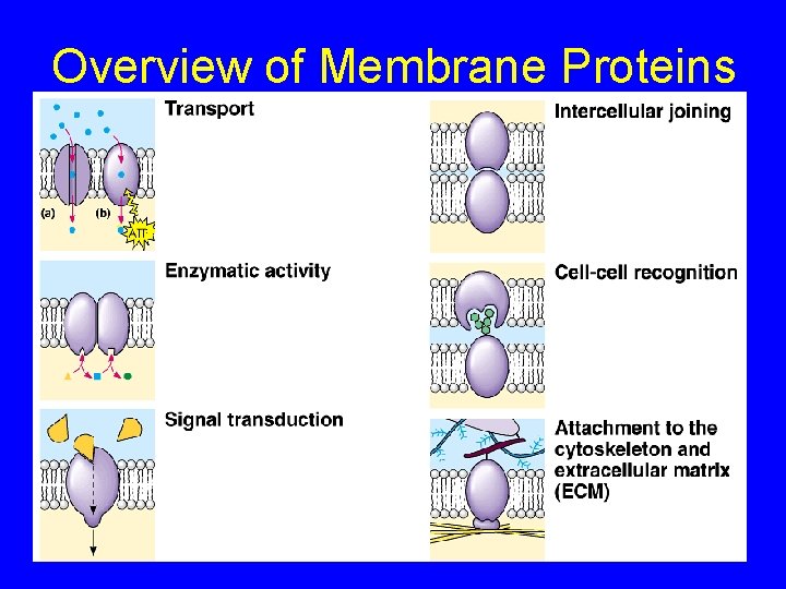 Overview of Membrane Proteins 