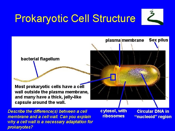 Prokaryotic Cell Structure bacterial flagellum plasma membrane Sex pilus bacterial flagellum Most prokaryotic cells
