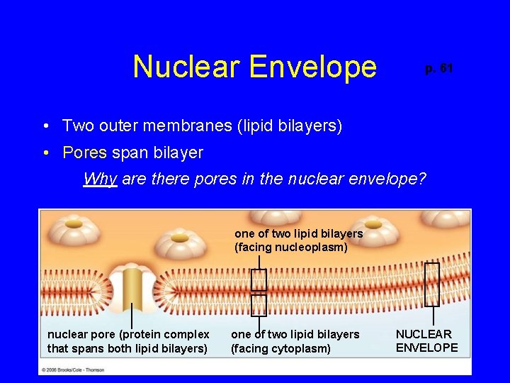 Nuclear Envelope p. 61 • Two outer membranes (lipid bilayers) • Pores span bilayer