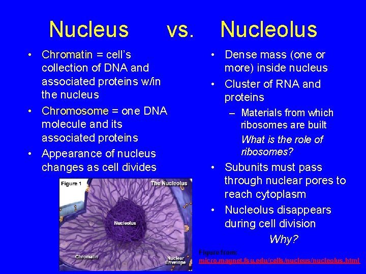 Nucleus vs. • Chromatin = cell’s collection of DNA and associated proteins w/in the
