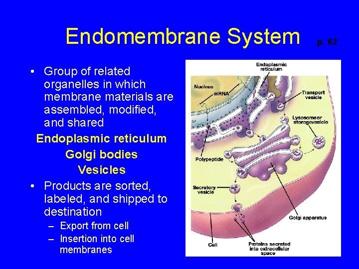 Endomembrane System • Group of related organelles in which membrane materials are assembled, modified,