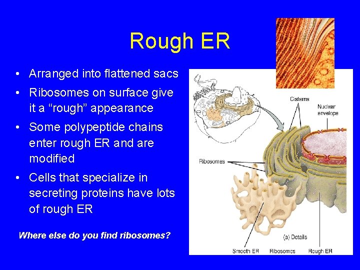 Rough ER • Arranged into flattened sacs • Ribosomes on surface give it a