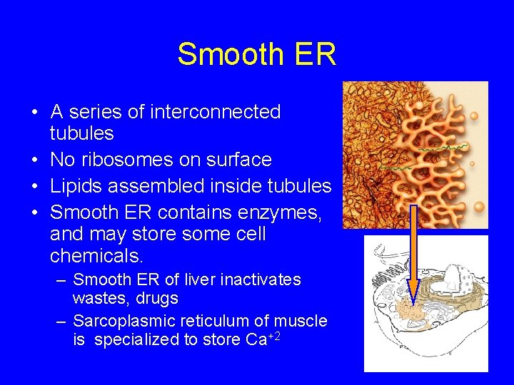 Smooth ER • A series of interconnected tubules • No ribosomes on surface •