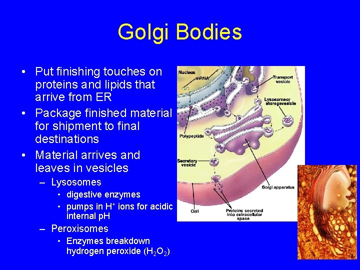 Golgi Bodies • Put finishing touches on proteins and lipids that arrive from ER