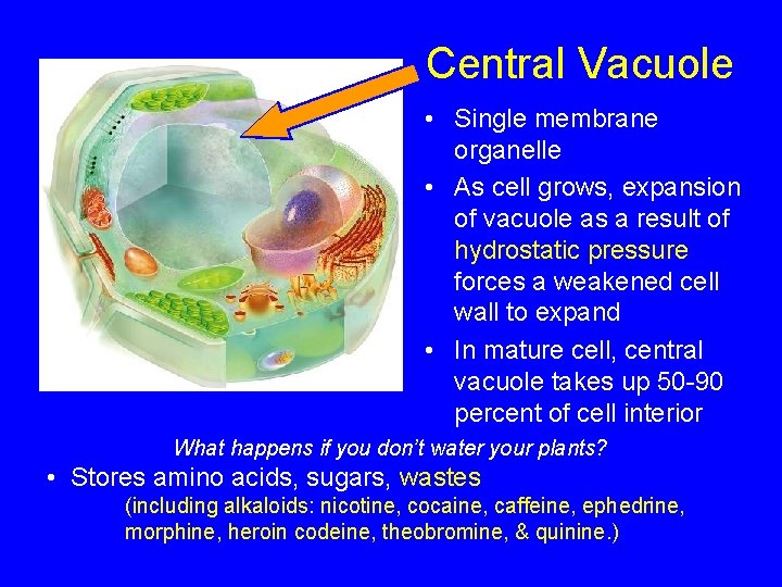 Central Vacuole • Single membrane organelle • As cell grows, expansion of vacuole as