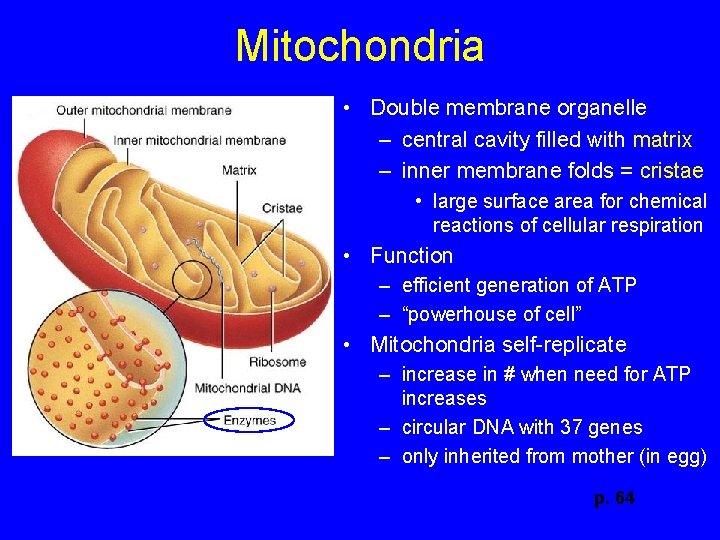 Mitochondria • Double membrane organelle – central cavity filled with matrix – inner membrane
