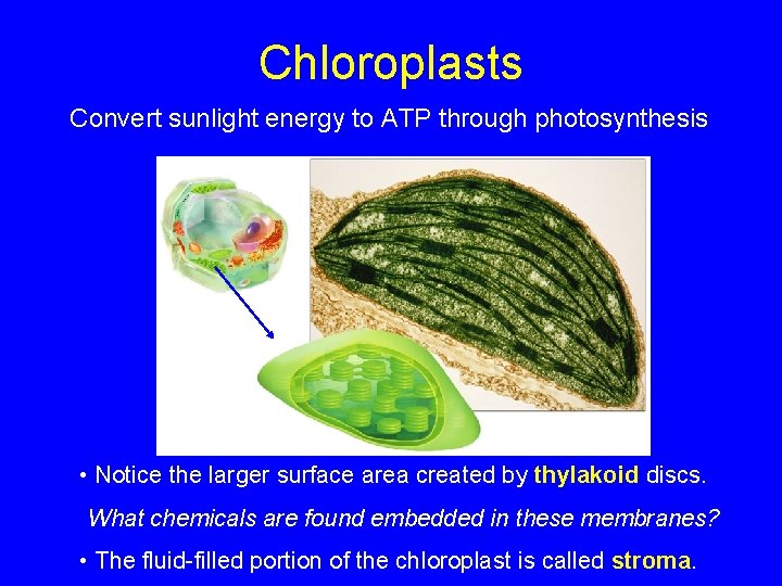 Chloroplasts Convert sunlight energy to ATP through photosynthesis • Notice the larger surface area