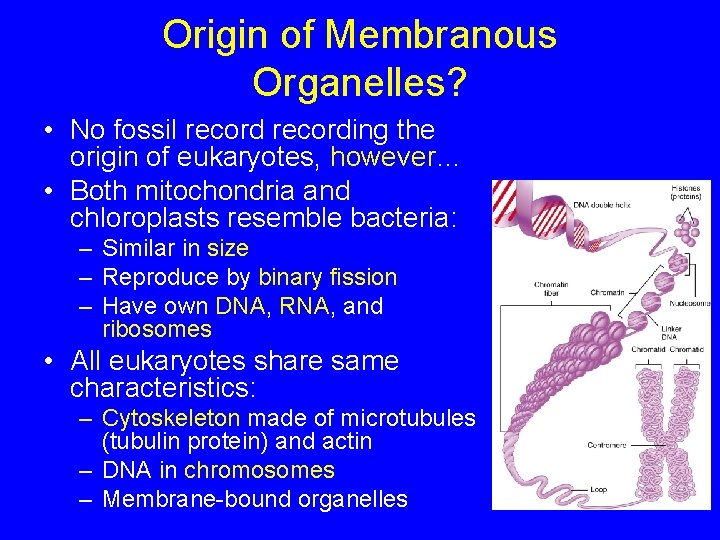 Origin of Membranous Organelles? • No fossil recording the origin of eukaryotes, however… •
