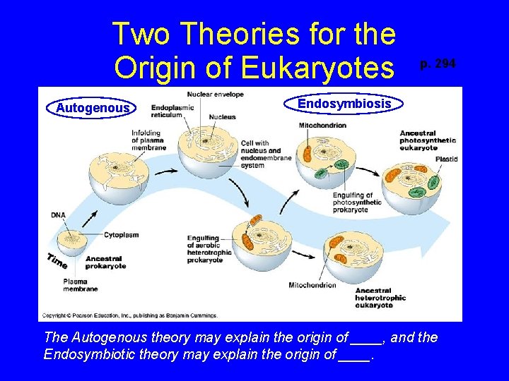 Two Theories for the Origin of Eukaryotes Autogenous p. 294 Endosymbiosis The Autogenous theory
