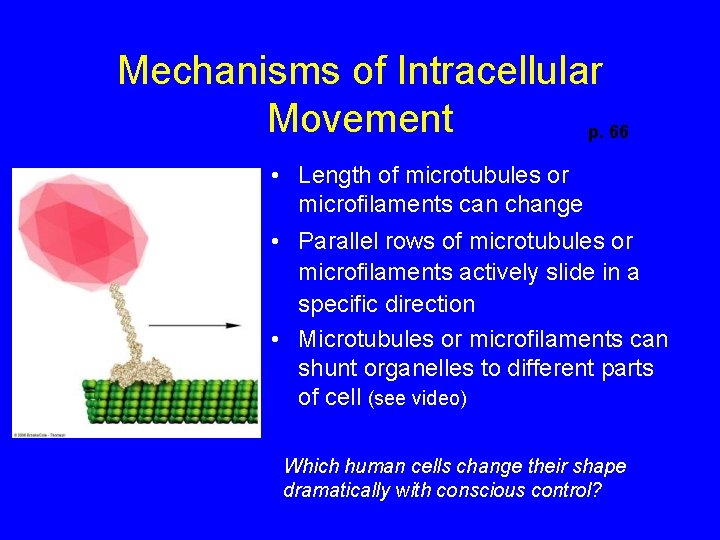 Mechanisms of Intracellular Movement p. 66 • Length of microtubules or microfilaments can change