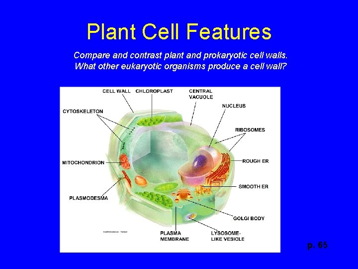 Plant Cell Features Compare and contrast plant and prokaryotic cell walls. What other eukaryotic