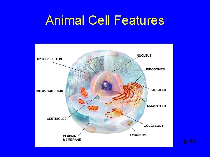 Animal Cell Features p. 65 