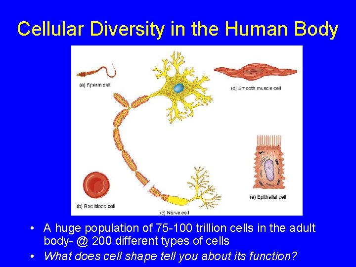 Cellular Diversity in the Human Body • A huge population of 75 -100 trillion