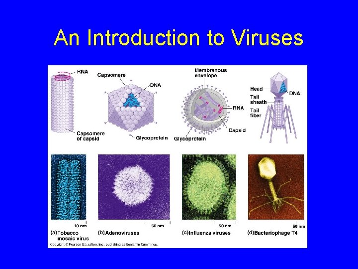 An Introduction to Viruses 