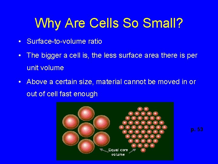 Why Are Cells So Small? • Surface-to-volume ratio • The bigger a cell is,