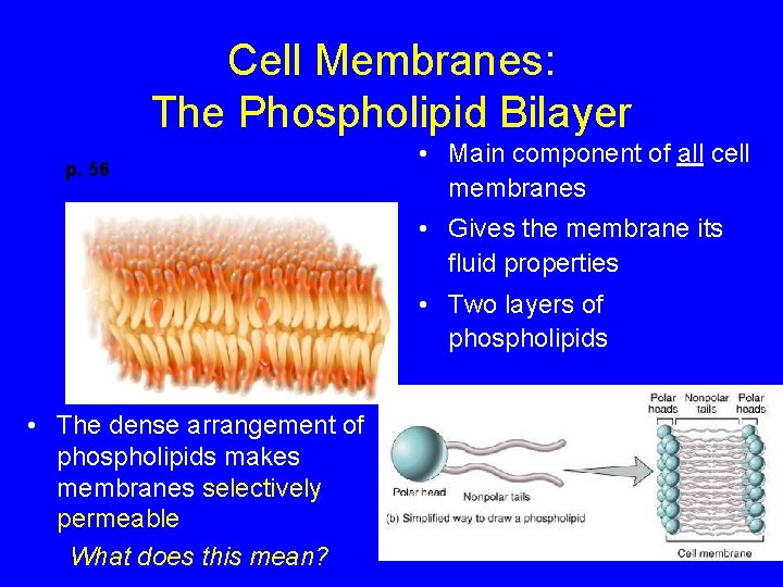 Cell Membranes: The Phospholipid Bilayer p. 56 • Main component of all cell membranes