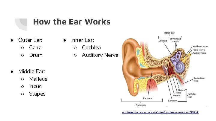 How the Ear Works ● Outer Ear: ○ Canal ○ Drum ● Inner Ear: