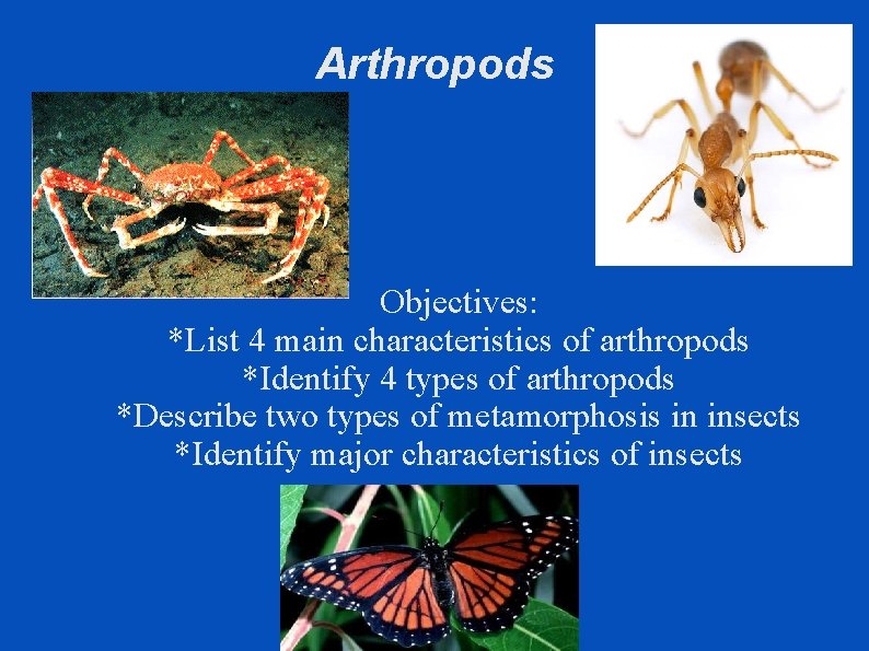 Arthropods Objectives: *List 4 main characteristics of arthropods *Identify 4 types of arthropods *Describe