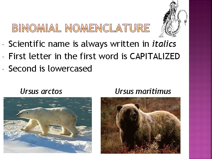  Scientific name is always written in italics First letter in the first word