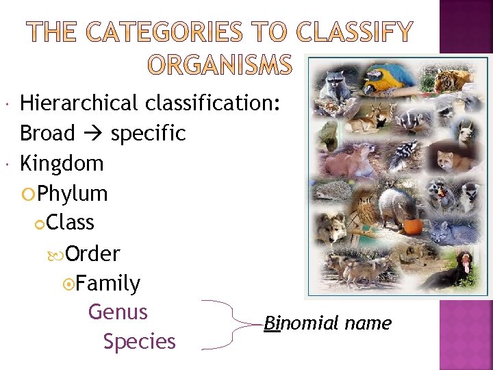  Hierarchical classification: Broad specific Kingdom Phylum Class Order Family Genus Binomial name Species