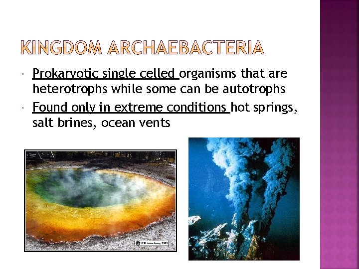  Prokaryotic single celled organisms that are heterotrophs while some can be autotrophs Found