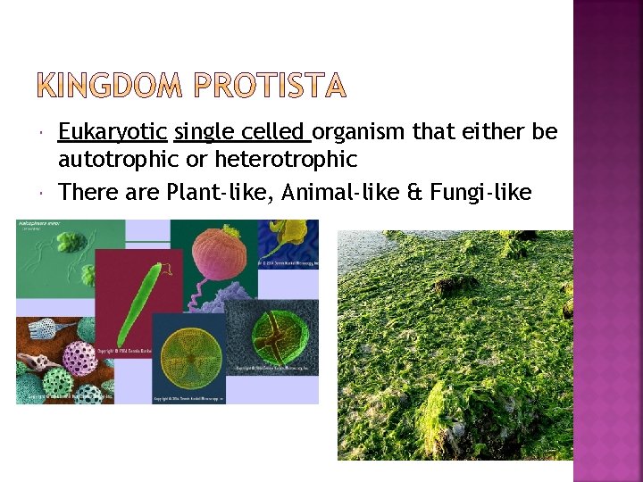  Eukaryotic single celled organism that either be autotrophic or heterotrophic There are Plant-like,