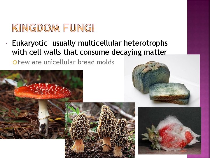  Eukaryotic usually multicellular heterotrophs with cell walls that consume decaying matter Few are