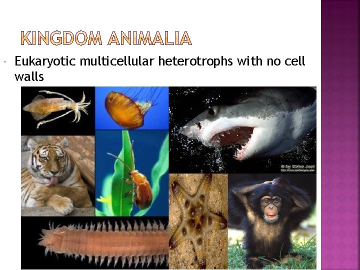  Eukaryotic multicellular heterotrophs with no cell walls 