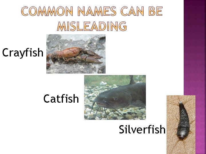 Crayfish Catfish Silverfish 