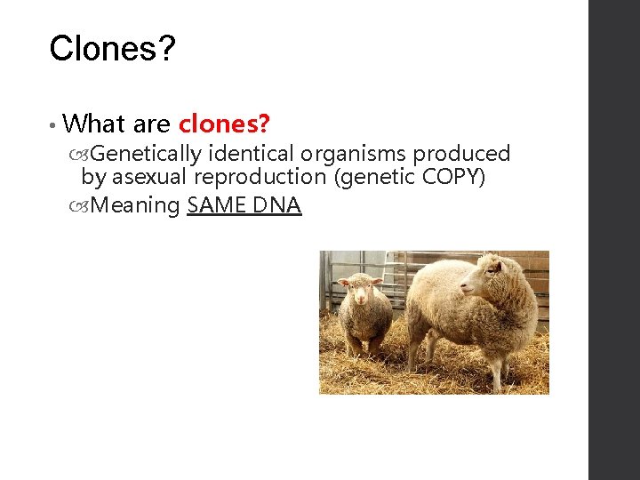 Clones? • What are clones? Genetically identical organisms produced by asexual reproduction (genetic COPY)
