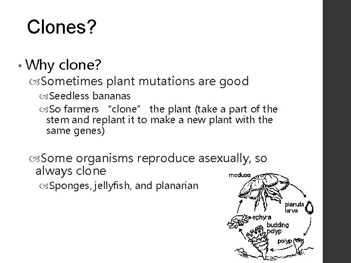 Clones? • Why clone? Sometimes plant mutations are good Seedless bananas So farmers “clone”