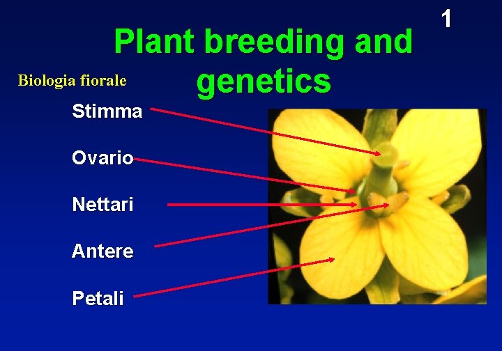 Plant breeding and Biologia fiorale genetics Stimma Ovario Nettari Antere Petali 1 