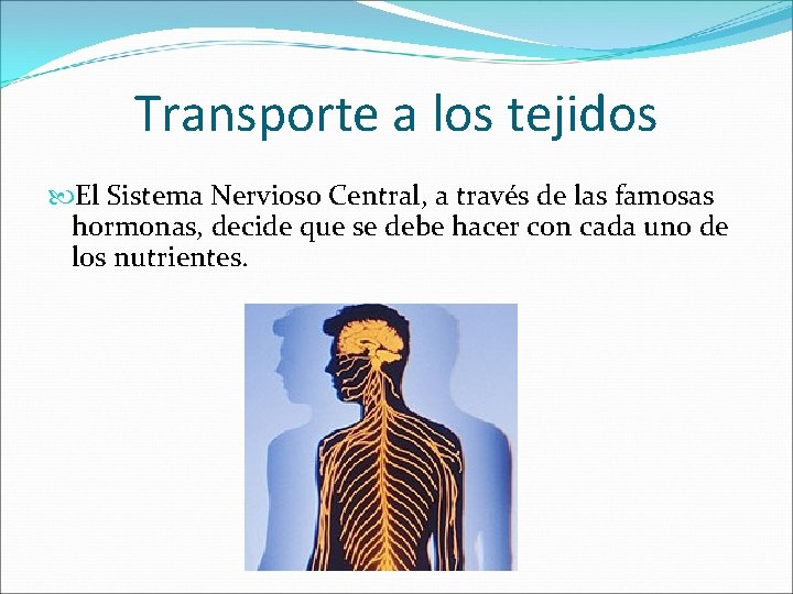 Transporte a los tejidos El Sistema Nervioso Central, a través de las famosas hormonas,