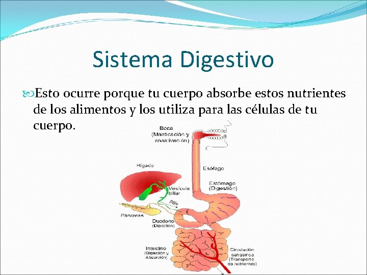 Sistema Digestivo Esto ocurre porque tu cuerpo absorbe estos nutrientes de los alimentos y