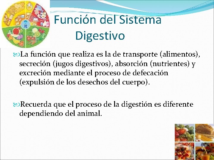 Función del Sistema Digestivo La función que realiza es la de transporte (alimentos), secreción