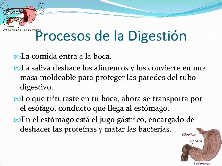 Procesos de la Digestión La comida entra a la boca. La saliva deshace los