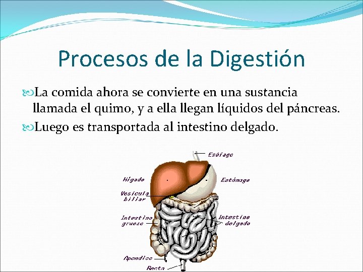 Procesos de la Digestión La comida ahora se convierte en una sustancia llamada el