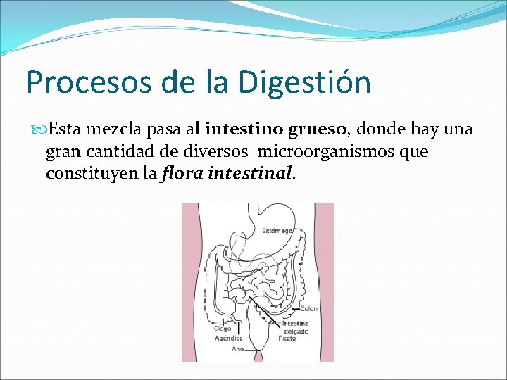 Procesos de la Digestión Esta mezcla pasa al intestino grueso, donde hay una gran