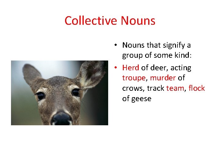 Collective Nouns • Nouns that signify a group of some kind: • Herd of