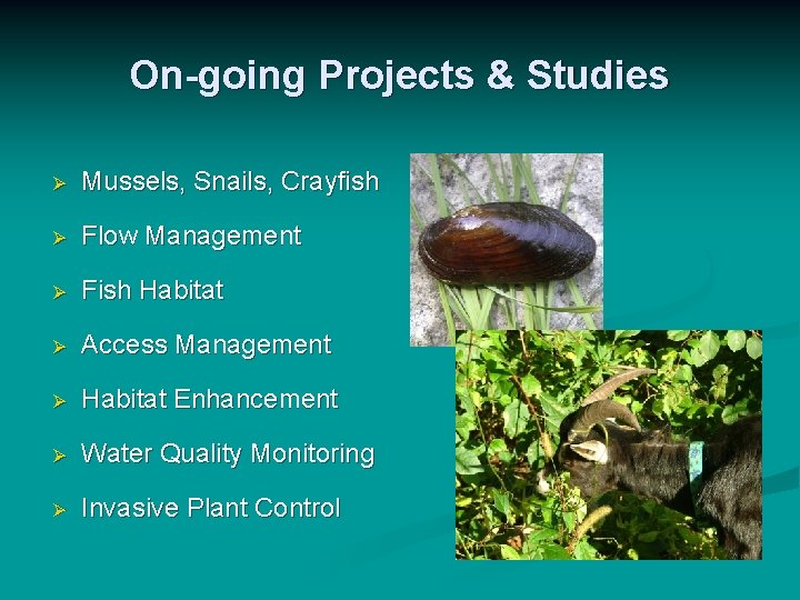 On-going Projects & Studies Ø Mussels, Snails, Crayfish Ø Flow Management Ø Fish Habitat