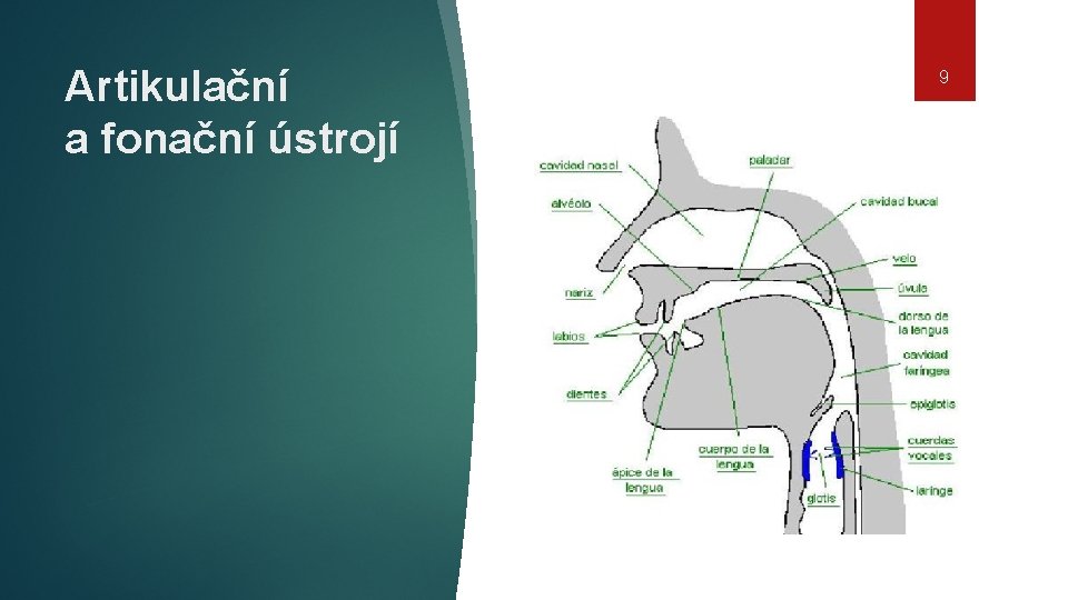 Artikulační a fonační ústrojí 9 