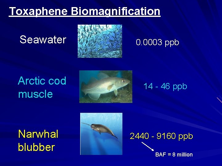 Toxaphene Biomagnification Seawater Arctic cod muscle Narwhal blubber 0. 0003 ppb 14 - 46