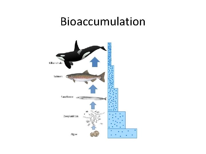 Bioaccumulation 