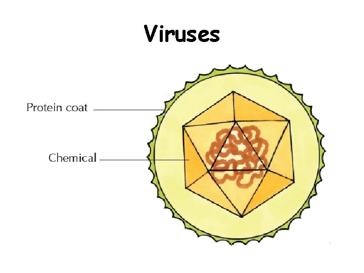 Viruses 