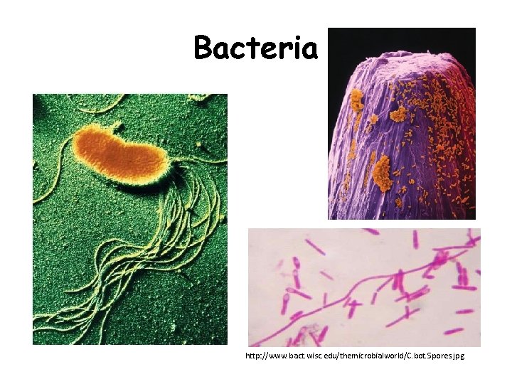 Bacteria http: //www. bact. wisc. edu/themicrobialworld/C. bot. Spores. jpg 